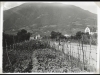 Meran_Gemueseanbau_am_Bahnhof_WSC0006